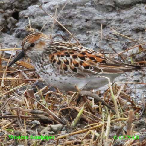 Birds of North America