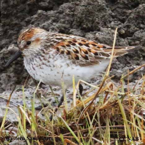 Birds of North America