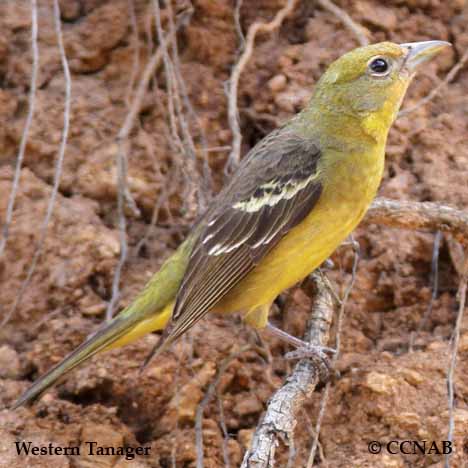 Birds of North America