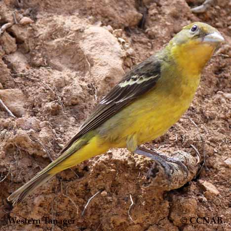 Birds of North America