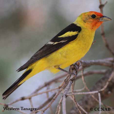 Birds of North America