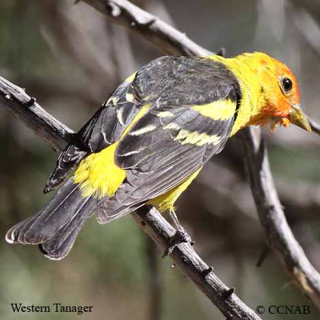 Birds of North America