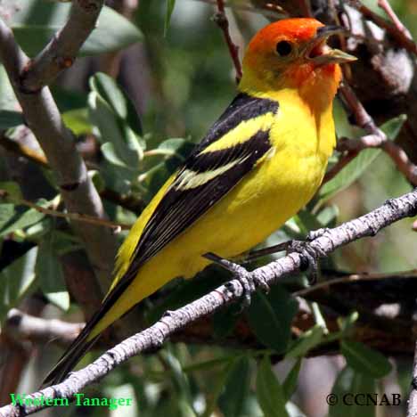 Western Tanager