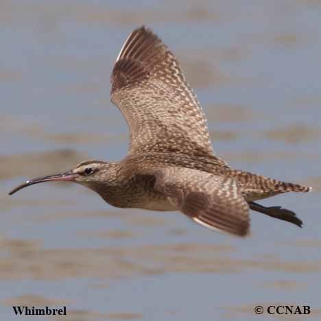 Birds of North America