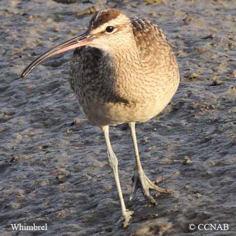 Birds of North America