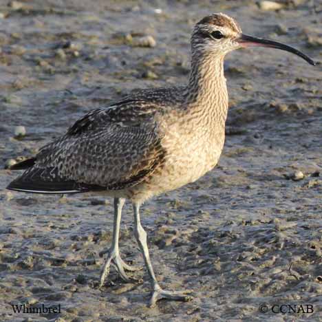 Birds of North America