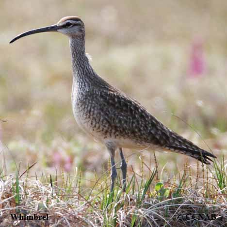 Whimbrel