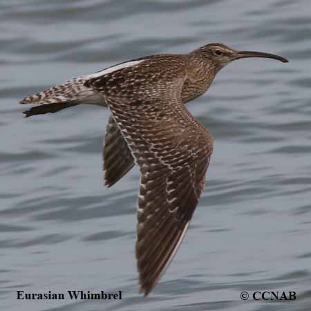 Birds of North America