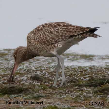 Birds of North America