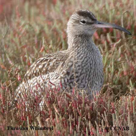 Birds of North America