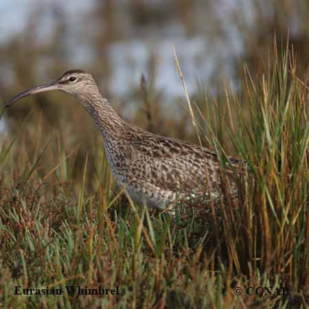 Birds of North America