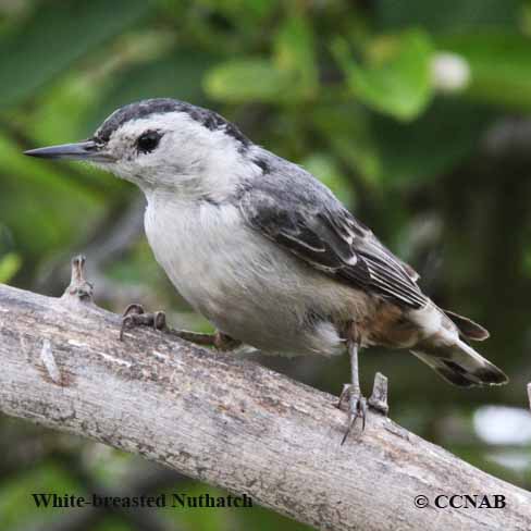 Birds of North America