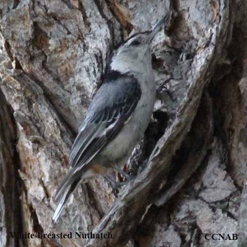 Birds of North America