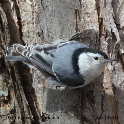 Birds of North America