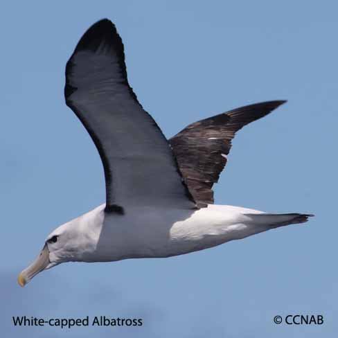 Birds of North America