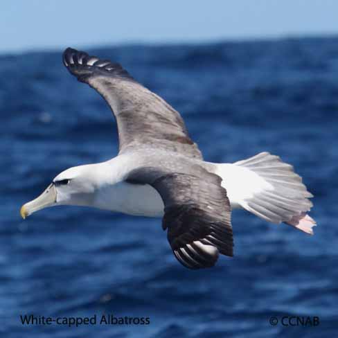 Birds of North America