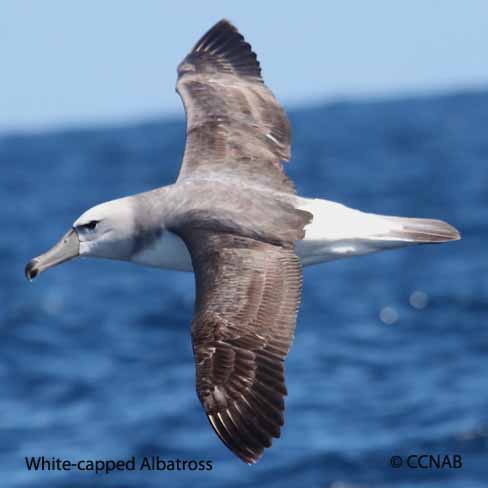 Birds of North America