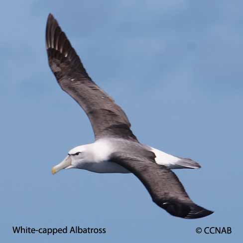 Birds of North America