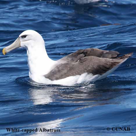 Birds of North America