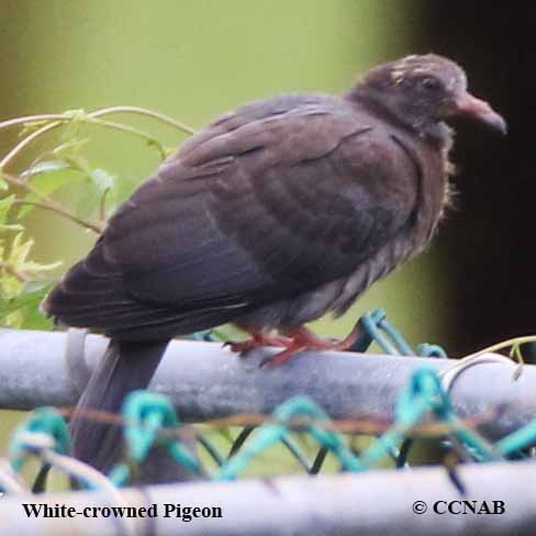 Birds of North America