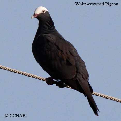 Birds of North America