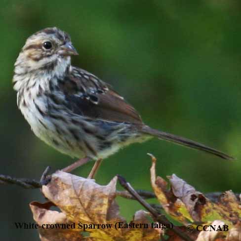 Birds of North America