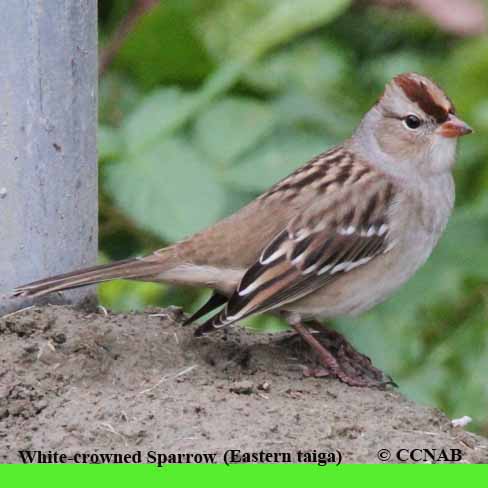 Birds of North America