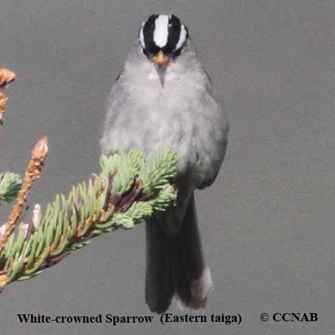 Birds of North America