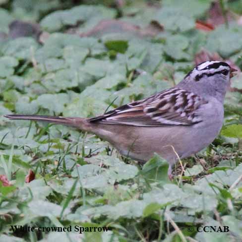 Birds of North America