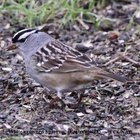 White-crowned Sparrow (taiga)