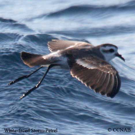 Birds of North America