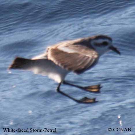 Birds of North America