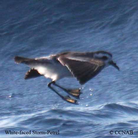 Birds of North America