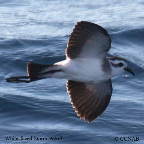 Birds of North America