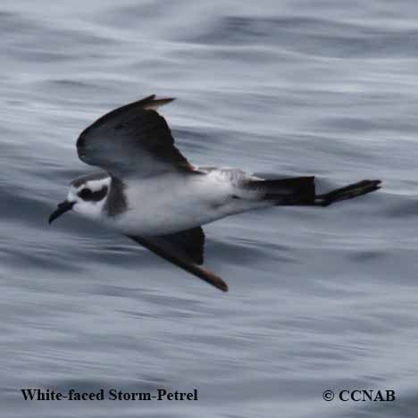 Birds of North America