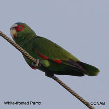 White-fronted Parrot