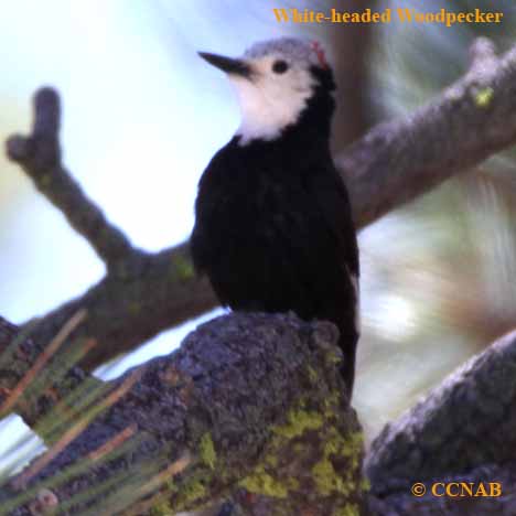 North American woodpeckers