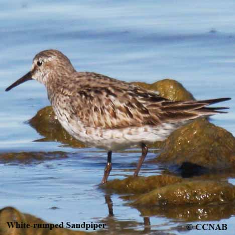 Birds of North America