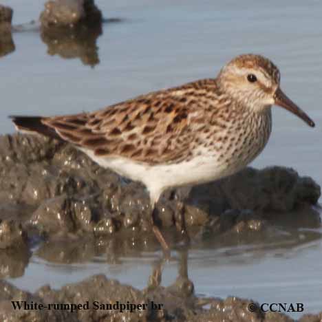 Birds of North America