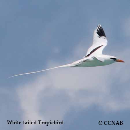 White-tailed Tropicbird