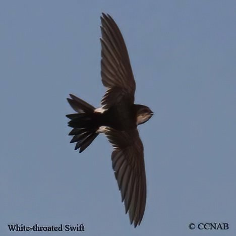 Birds of North America