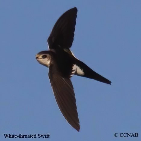 Birds of North America