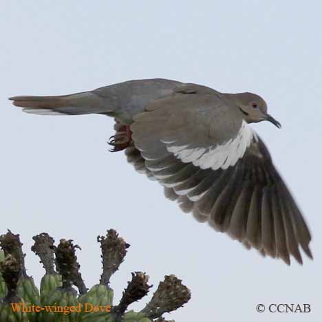 Birds of North America