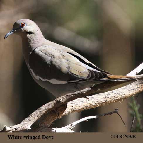 Birds of North America