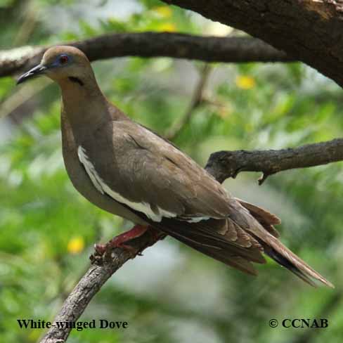 Birds of North America