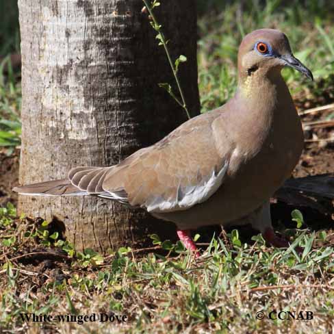 White-winged Dove