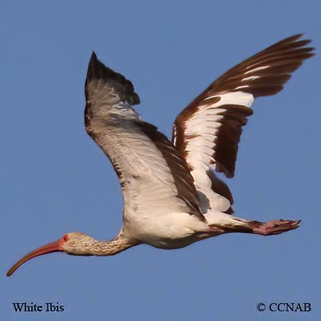 Birds of North America