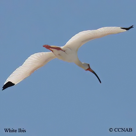 Birds of North America