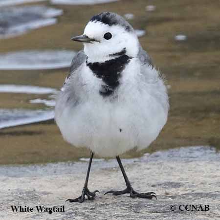 Birds of North America