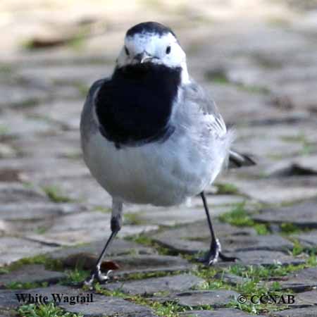 Birds of North America